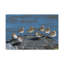 «Sandpipers on a Rock Animal», art mural