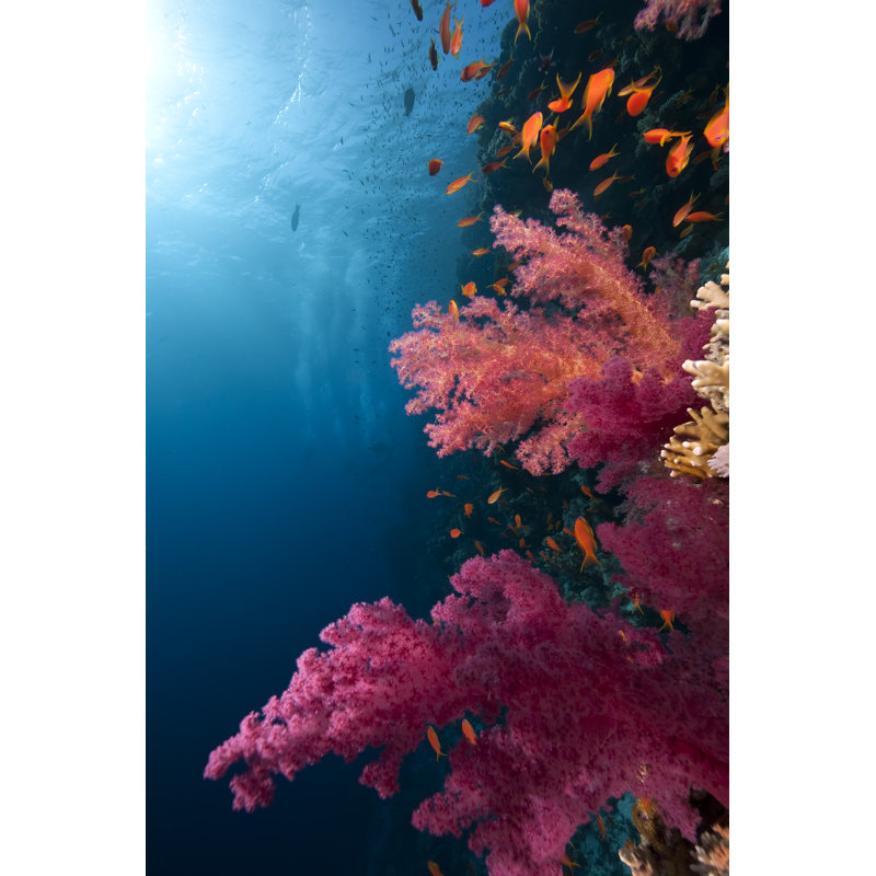 Kamara Fish by Stephankerkhofs - Wrapped Canvas Print, 30cm H x 20cm W x 3.8cm D