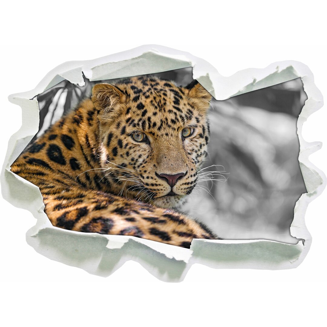 Schöner Alert Leopard im Schatten Wandsticker