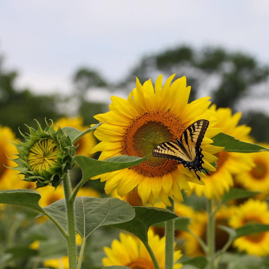 Schmetterling - Leinwandbild