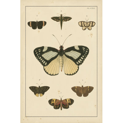 Heirloom Butterflies II (MI) by Pieter Cramer - Wrapped Canvas Print