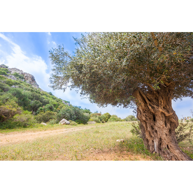 Olive Tree by Fredfroese, 20" H x 30" W