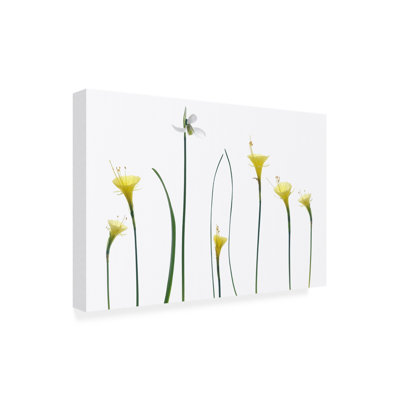 Art sur toile, bol Lotte Gronkjar