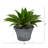 22'' Faux Agave Succulent in Planter