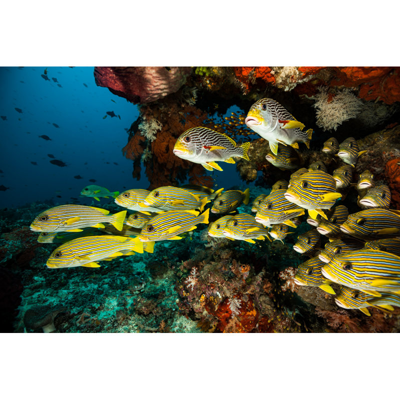 Underwater Paradise by Ifish - Wrapped Canvas Print, 81cm H x 122cm W