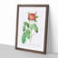 Red Gallic Rose by Pierre-Joseph Redoute - Picture Frame Painting Print-55597933-55597935