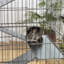 Cage pour petits animaux Bressler