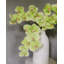 Orchidée Phalaenopsis verte 33 po-714383210-714383211