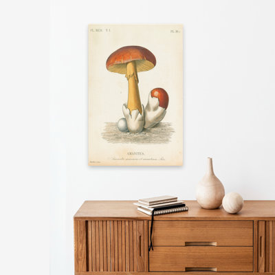 Champignons français II - Amanita Caesars bruns Amanita Caesars Mushroom Art