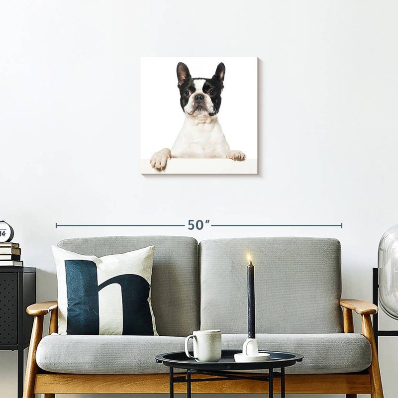 Crowle Boston Terrier, H 20 po x l 20 po