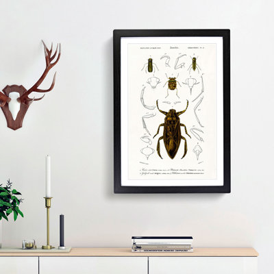Beetle Illustrations PL.4 by Charles D'Orbigny Framed Print