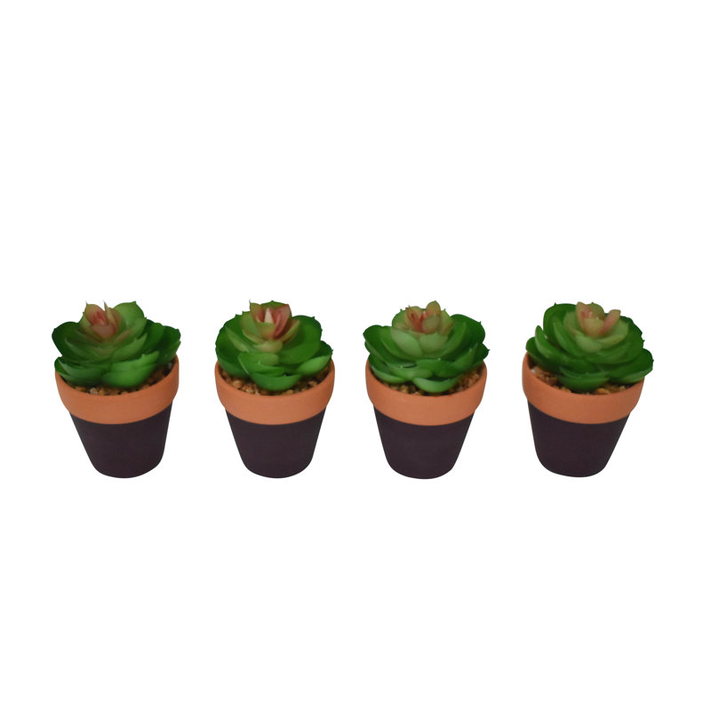 4'' Plant