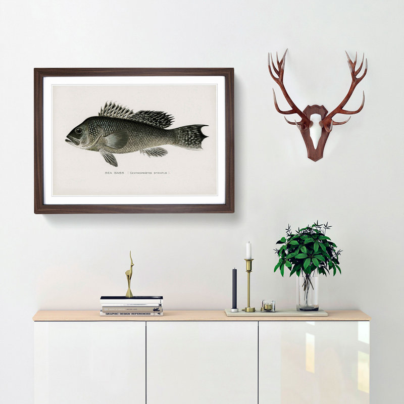 Sea Bass Fish by Sherman F. Denton - Framed Print, 27cm H x 36cm W x 2cm D, Walnut Framed
