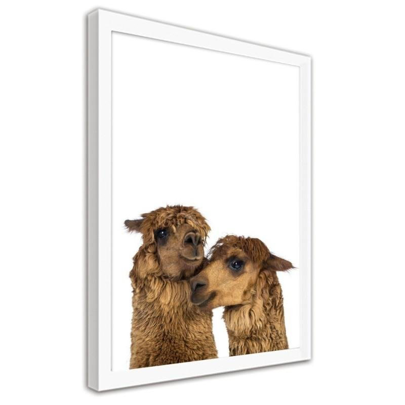 Gerahmter Fotodruck Alpacas