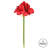 Amaryllis Arrangement