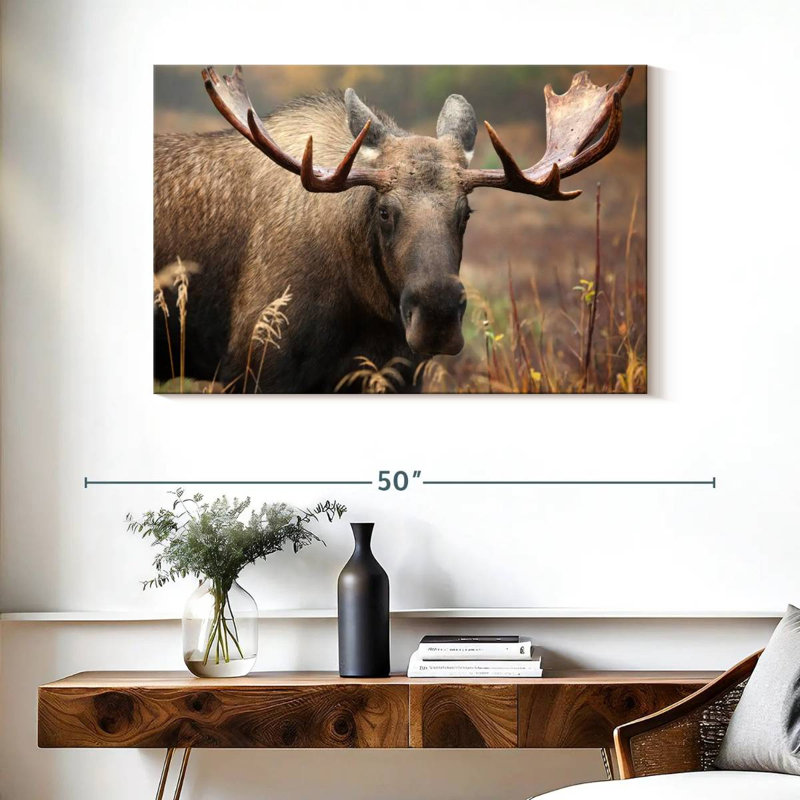 Brampt Male Moose, 26" H x 39" W