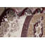 Tapis oriental ivoire Oriental