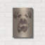 "Border Terrier" par Barbara Keith-2115157556