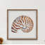 «Tiger Shell», reproduction encadrée-395833629