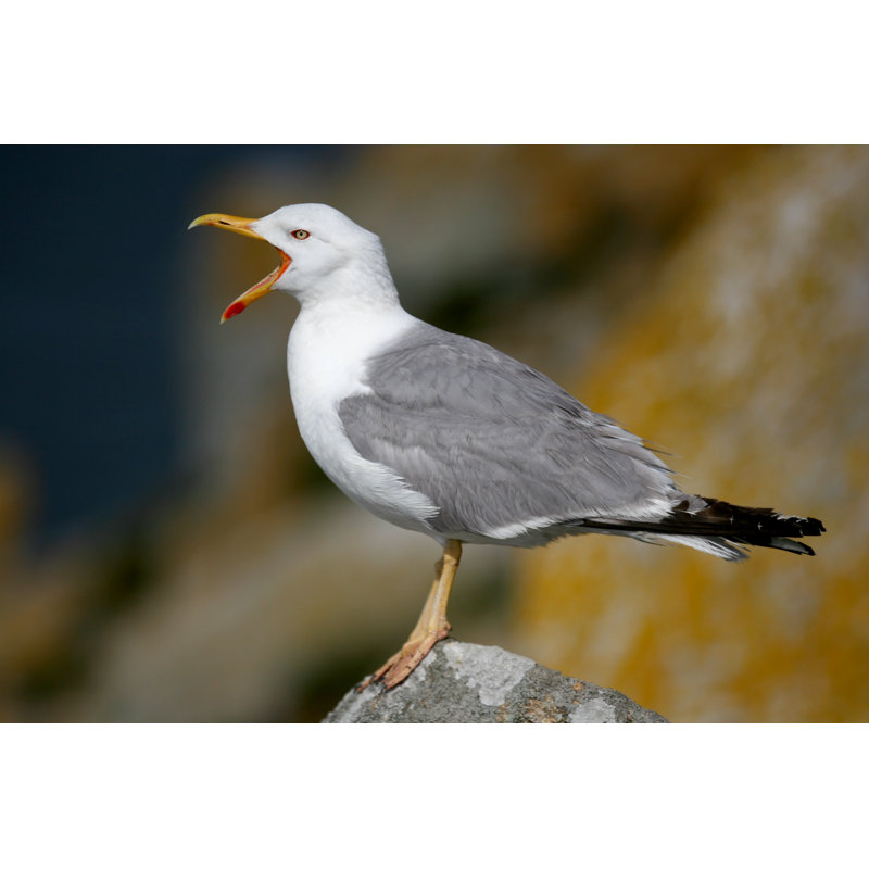 Mouette isolée par Luisportuge, H 12 po x l 18 po