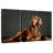 Loyal Irish Setter-1022135550