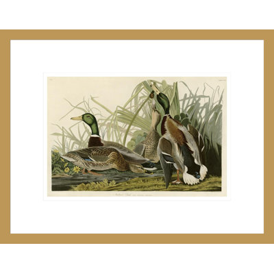 Mallard Duck by John James Audubon -Framed Giclee Print