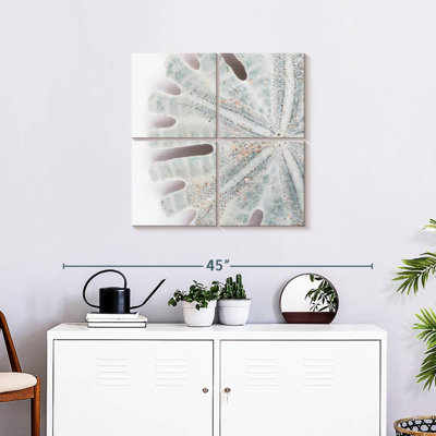 Brampt Florida Sand Dollar IV