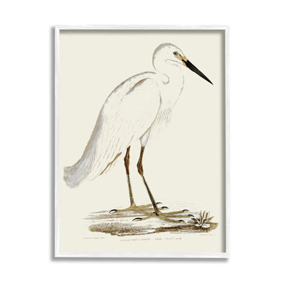 Illustration rétro d'une aigrette dans un marais