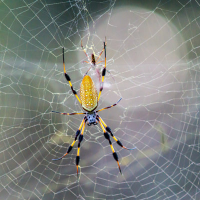 Banana Spider - Wrapped Canvas Print