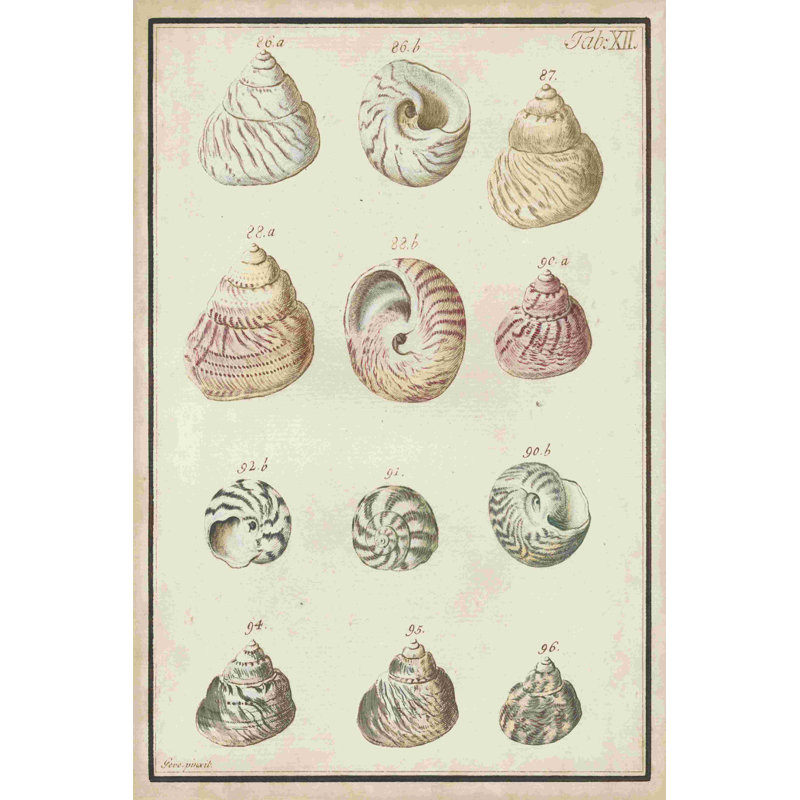 Synopsis de coquillage II, H 18 po x l 12 po