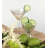 Celebration 9 oz. Martini Glass