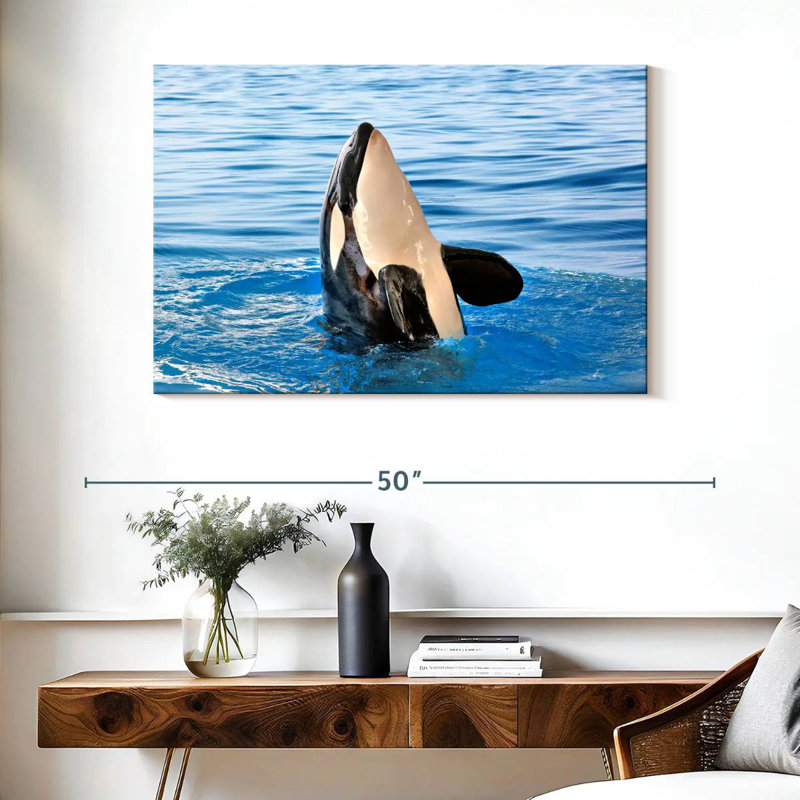 Orca Sighting