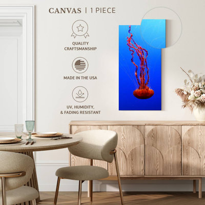 Sea Nettle Jellyfish