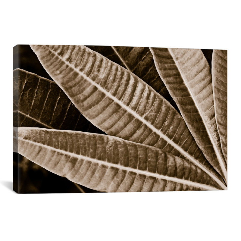 Albree Modern, sépia, feuilles, impression sur toile, H 24 po x l 32 po x P 1 po, Papier avec cadre noir, Blanc