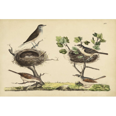 " Wrens, Warblers & Nests I " by Friedrich Strack