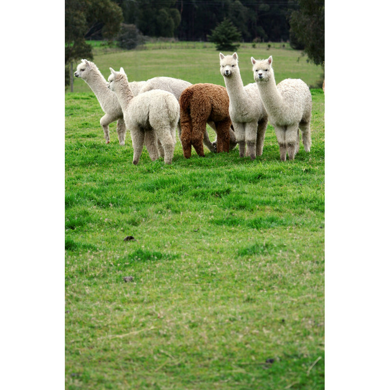 Alpacas in Field - Photographie sur toile tendue, L 12 po x H 18 po