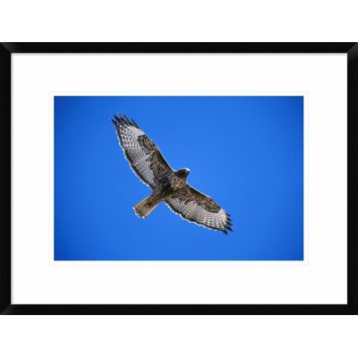 Global Gallery 'red-tailed Hawk' Framed Photographic Print - Wayfair Canada