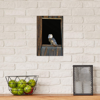 Barn Owl Perching On Barn Window, North America by Konrad Wothe - Wrapped Canvas Print