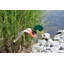 Art de jardin mallard canard