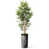 Tree Ring Dark Grey
