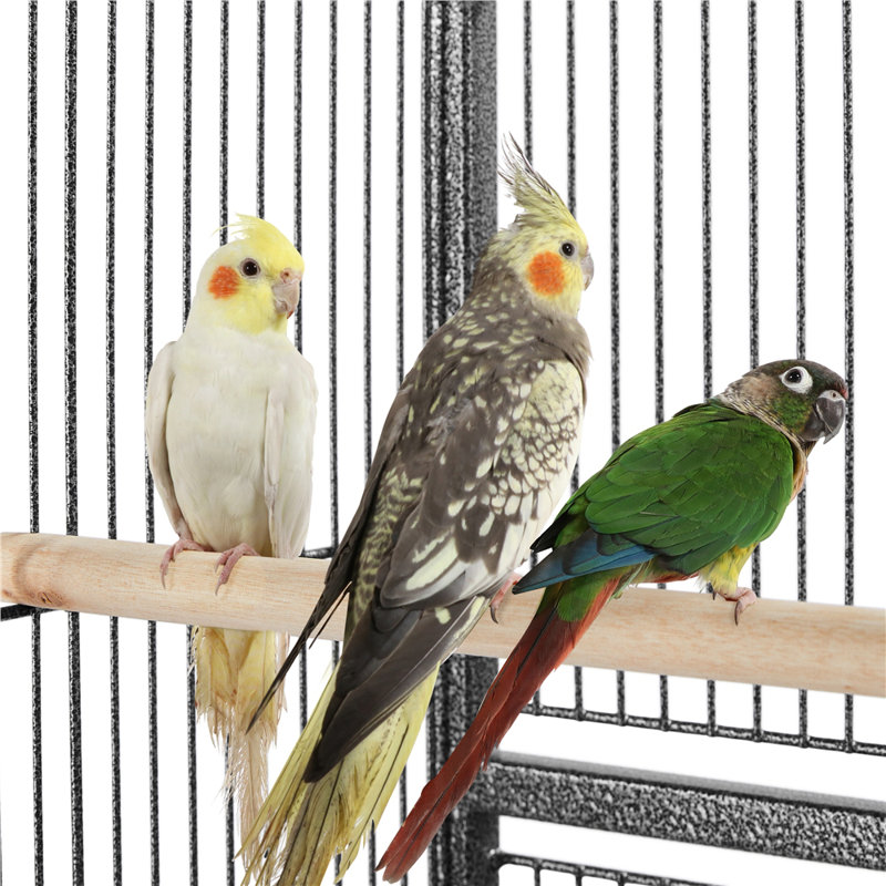 Cage à oiseau Draymond