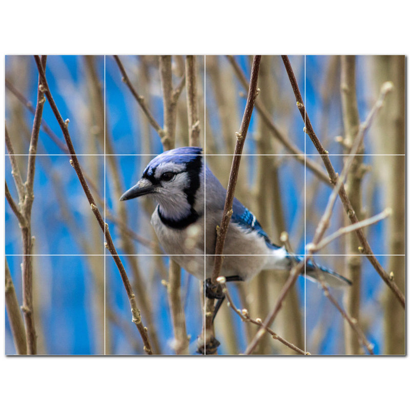 Photo d'oiseau 8 x 8