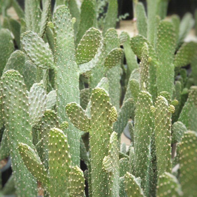 Cactus by Sun Young Park - Wrapped Canvas Print, 30cm H x 30cm W x 3.8cm D