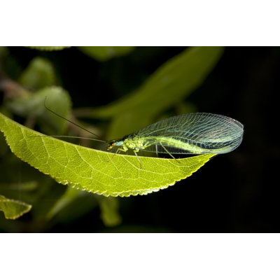 Herblay Lacewing - Wrapped Canvas Print