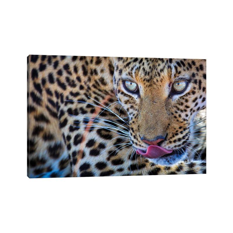 Leopard injecté de sang par Mogens Trolle - photographie sur toile tendue, H 8 po x l 12 po x P 0,75 po