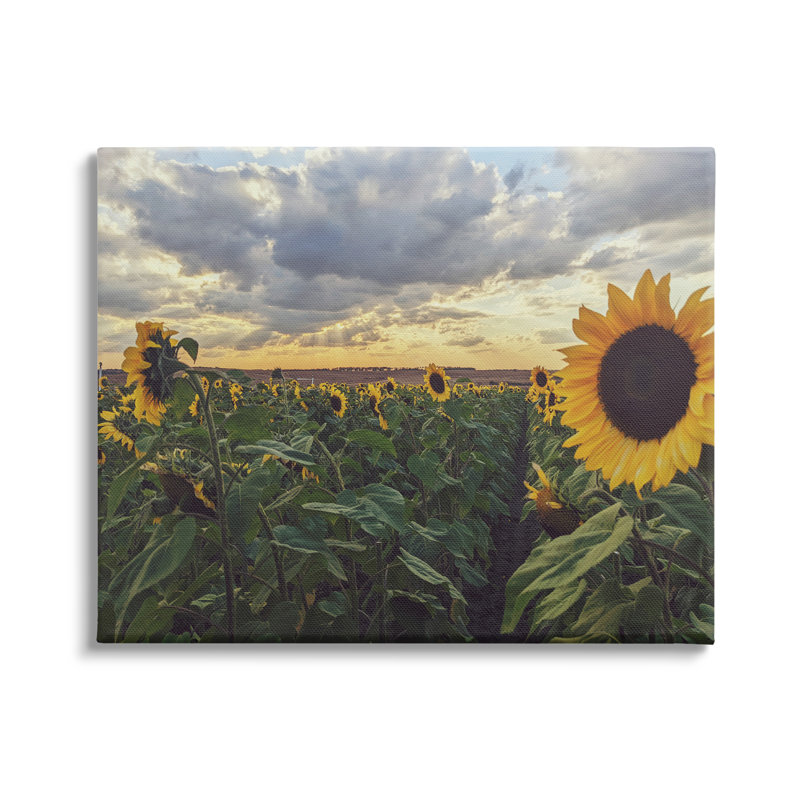 «Sunny Sunflower Patch Field» par Kali Wilson - photographie, L 48 po x H 36 po, Toile tendue