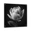 Gros plan sur une tulipe noire et blanche I - art mural en acrylique pour cuisine-272174963