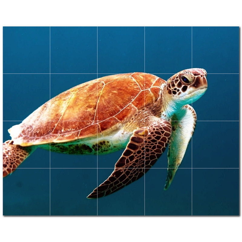 Tortue photo 6 x 6