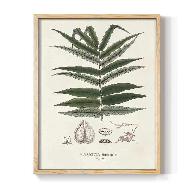 Botanical Society, impression encadrée de fougères - bois massif, H 15 po x l 12 po