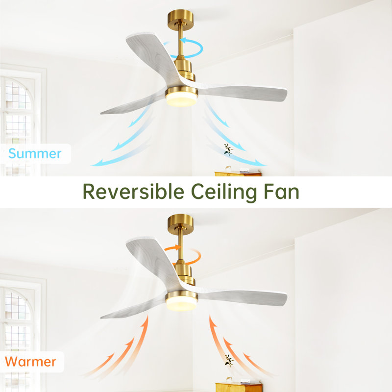 52 Inch White and Gold Ceiling Fan with Solid Wood Blades and Remote